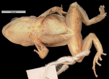 Media type: image; Herpetology A-21568